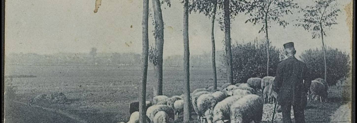 prentbriefkaart met schaapherder en schapen op dijk in tricht
