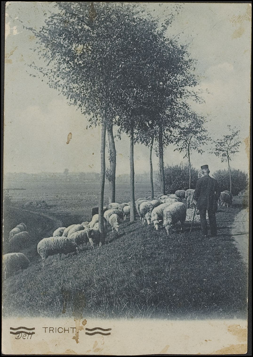 prentbriefkaart met een schaapherder in Tricht